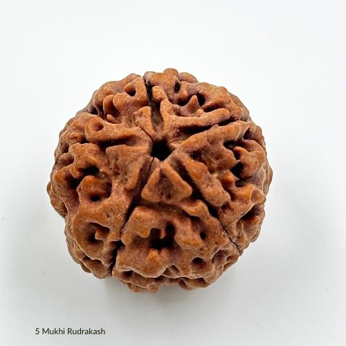 5 Mukhi Rudraksha With Certificate