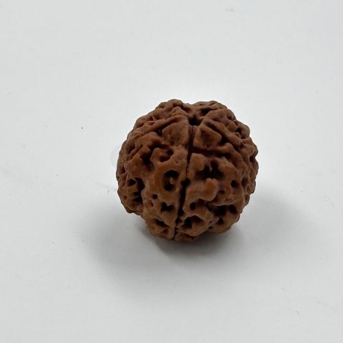 5 Mukhi Rudraksha With Certificate