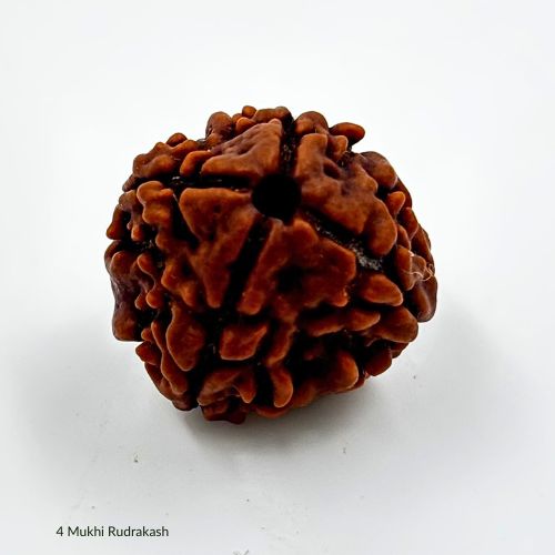 4 Mukhi Rudraksha With Certificate