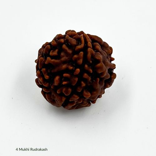 4 Mukhi Rudraksha With Certificate