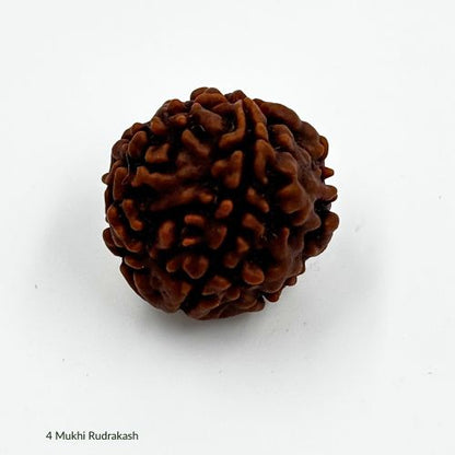 4 Mukhi Rudraksha With Certificate
