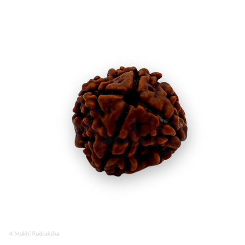 4 Mukhi Rudraksha With Certificate