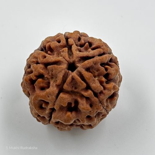 5 Mukhi Rudraksha With Certificate